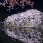 お花見スポットMyベスト5！愛知県（名古屋・春日井など）桜情報を紹介するよ。