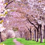 桜開花予報2017!名古屋は開花が3/27、満開が4/6だよ。