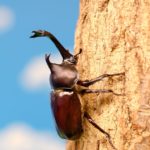 カブトムシ・クワガタ採集穴場!名古屋市守山区雨池公園へ急げ!